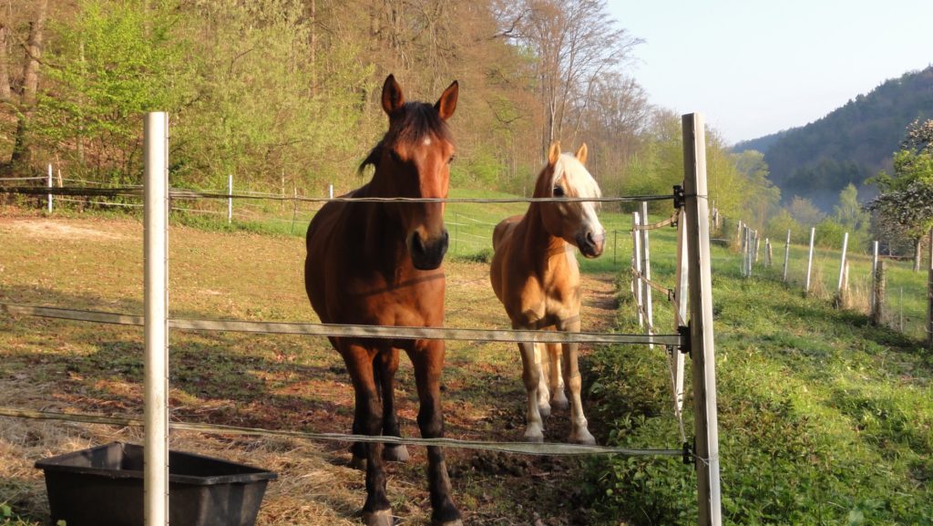 Gilmour und Monty