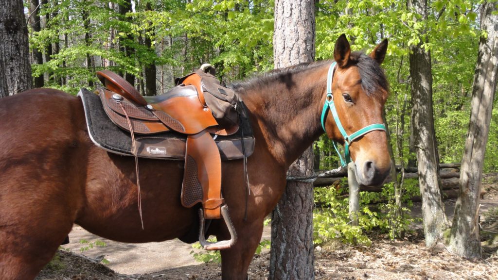 Gilmour im Pfälzer Wald