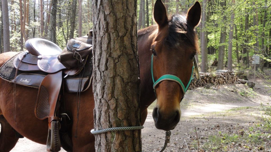 Gilmour im Pfälzer Wald