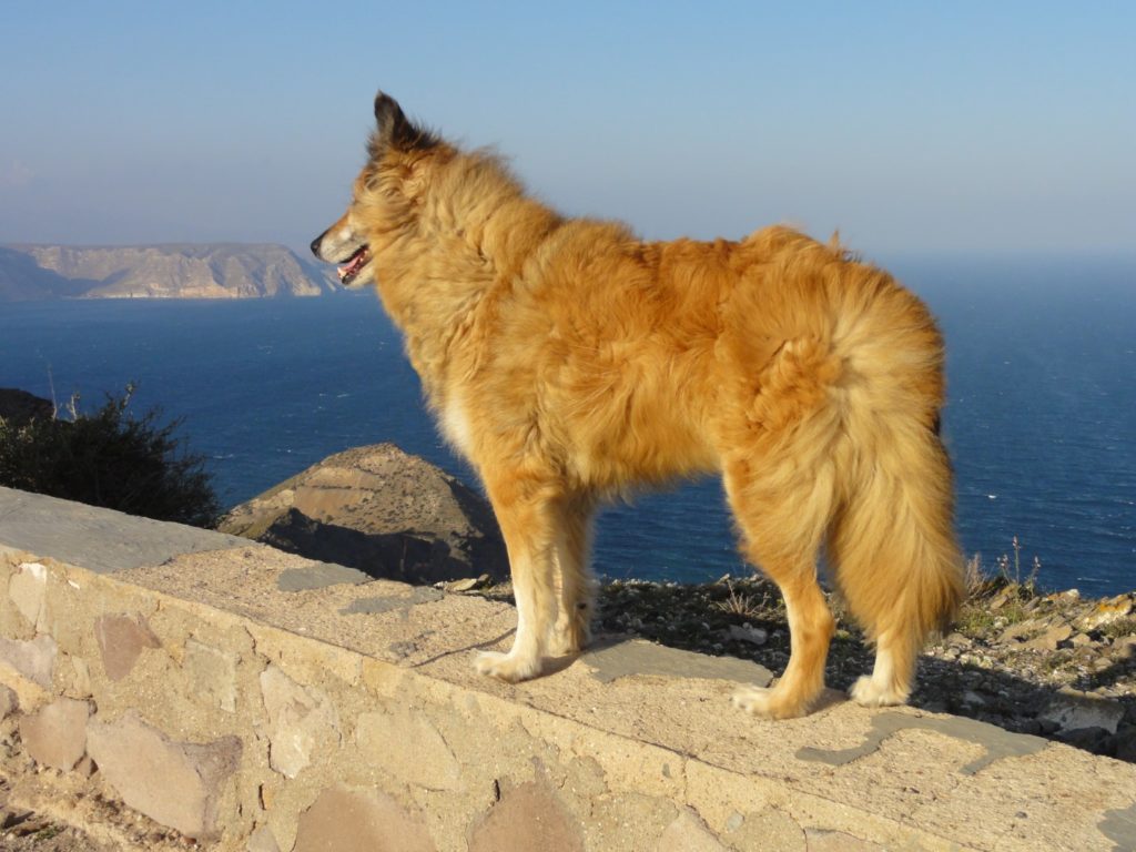 Robin Fox am Cabo de Gata