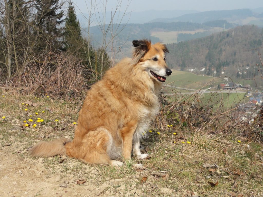 Robin Fox bei Buchenbach