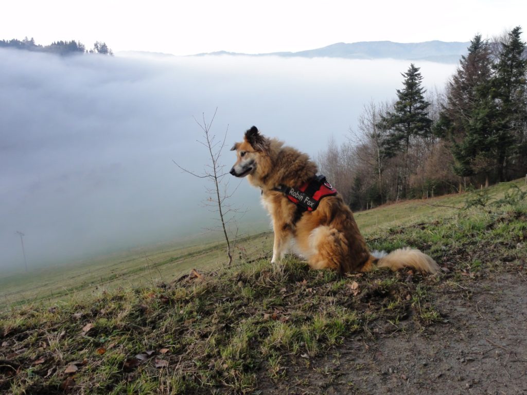 Robin Fox, Blick auf Falkensteig bei Nebel