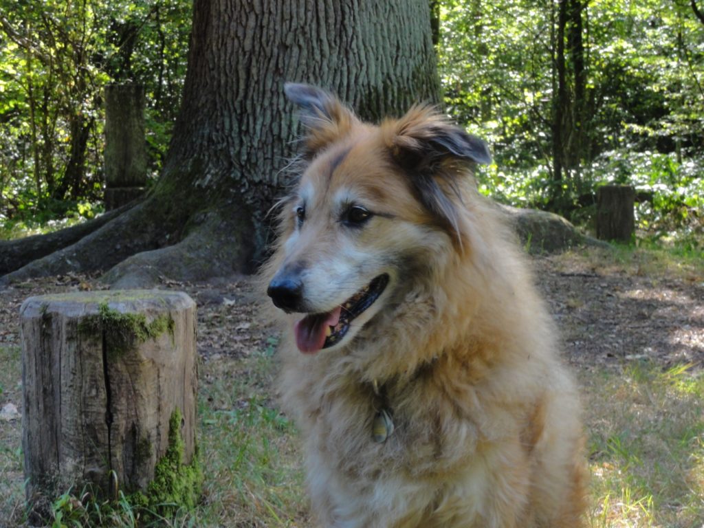 Robin Fox vor der alten Eiche